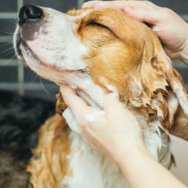 Blow dry clearance for dogs