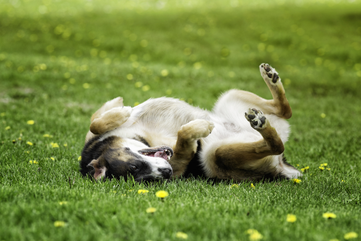 Why Do Dogs Roll in the Grass? | All Star Grooming