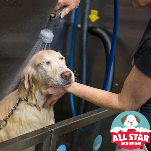 Winter Pet Grooming Tips All Star Grooming Cheyenne WY   DogWashing 