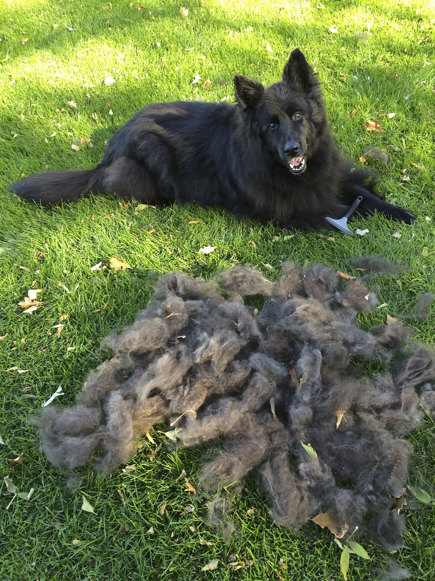 Tips To Reduce Spring Shedding All Star Grooming   Spring Shedding 