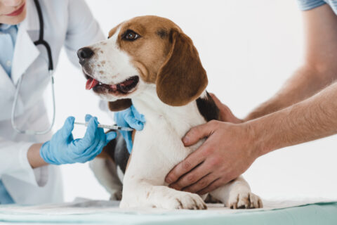 dog getting vaccinated against diseases