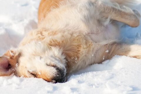 Dog rolling in snow